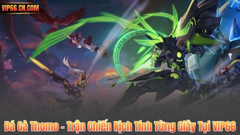 Đá Gà Thomo – Trận Chiến Kịch Tính Từng Giây Tại VIP66 3 Đá Gà Thomo – Trận Chiến Kịch Tính Từng Giây Tại VIP66